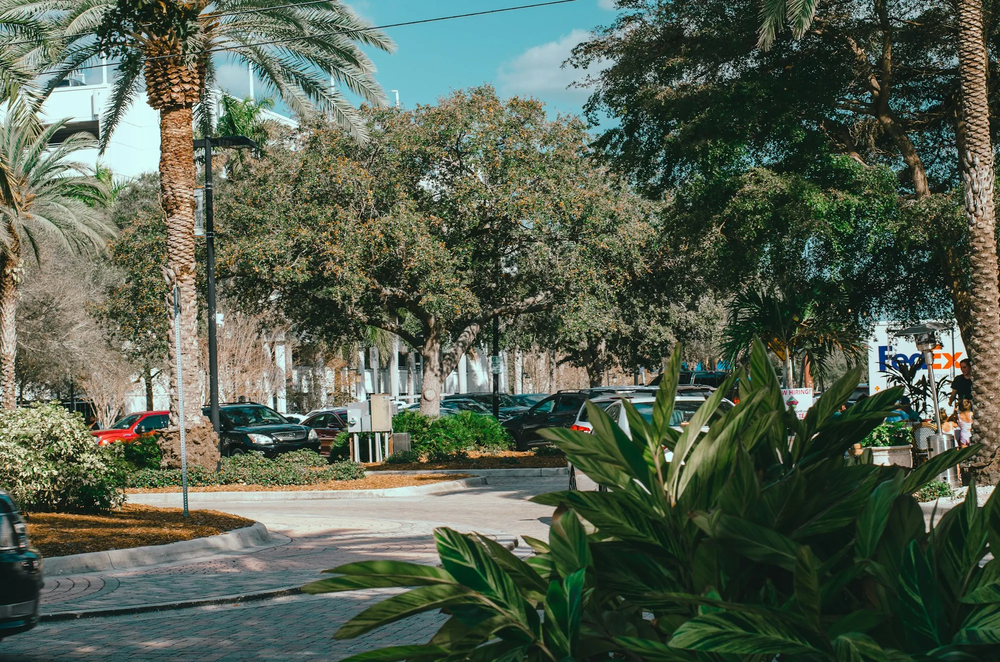 A residential street lined with trees