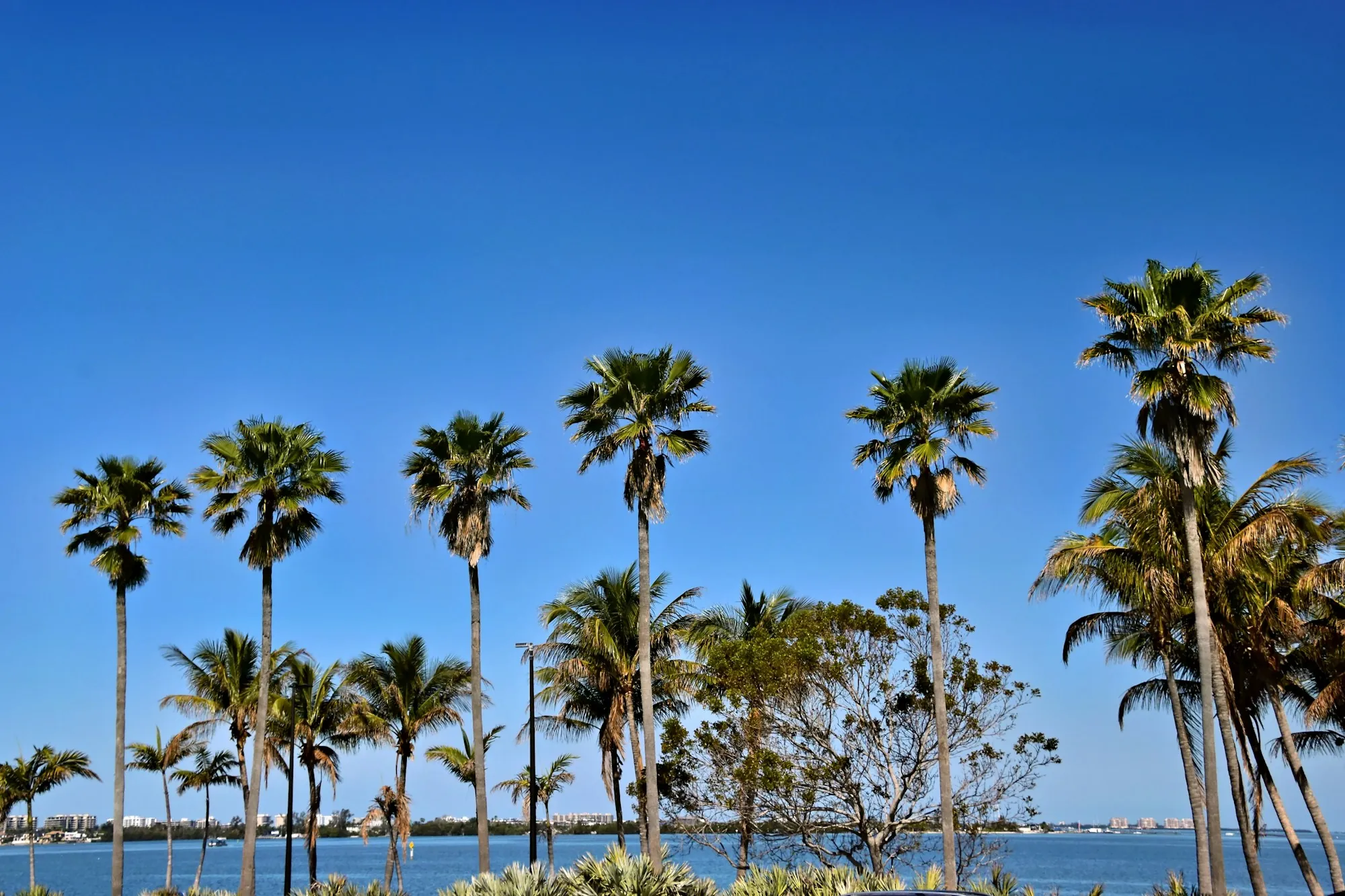Houses behind palm trees on a sunny day